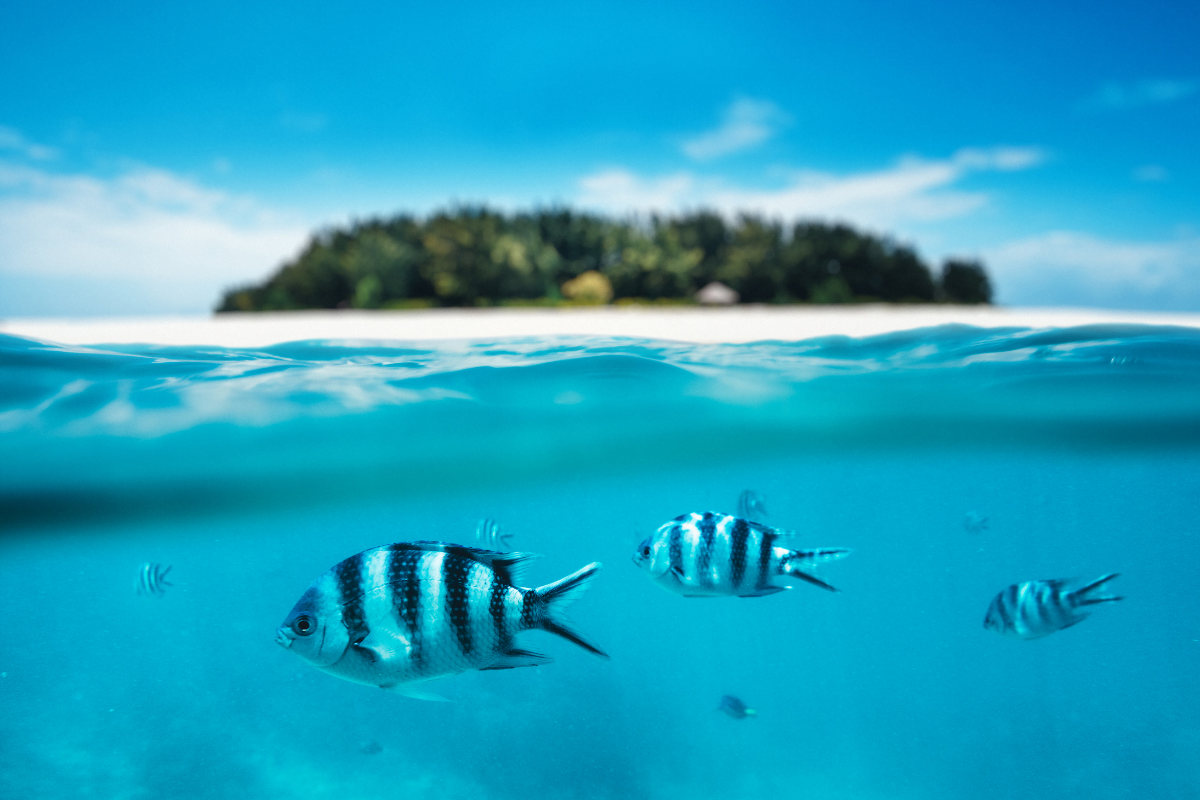 quand-partir-zanzibar