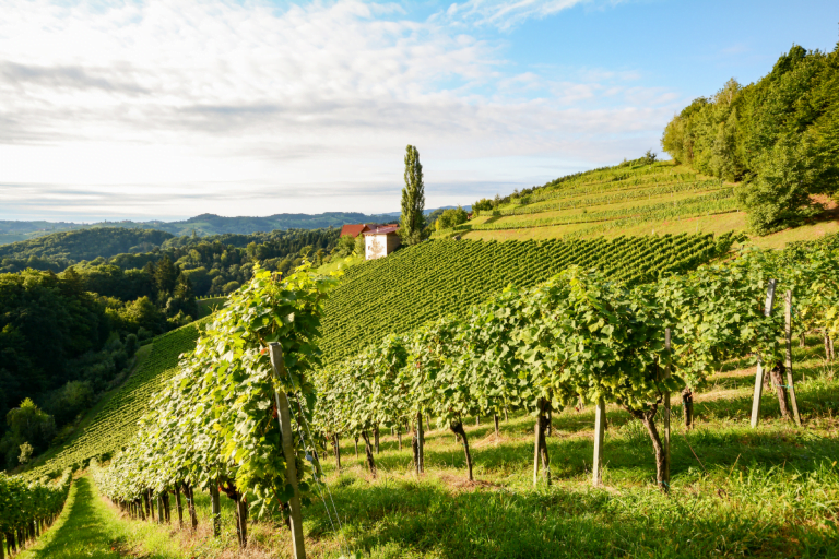 deguster-vin-france