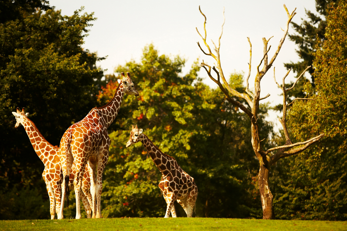 parc-animalier-france