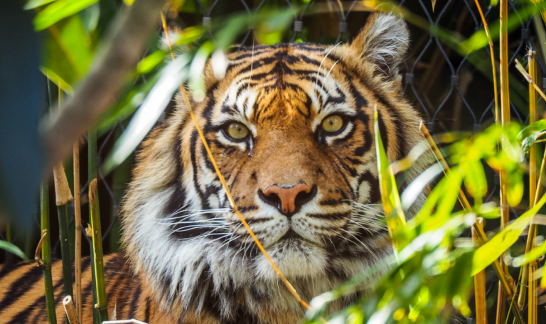 zoo-europe