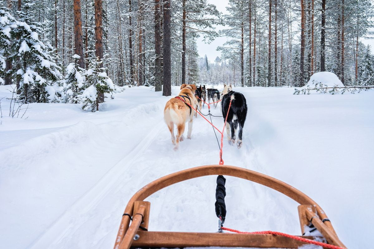 laponie en hiver