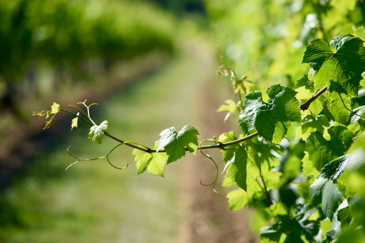 deguster-vin-france