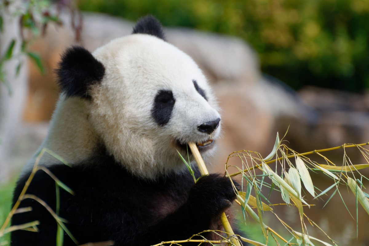 zoo de beauval