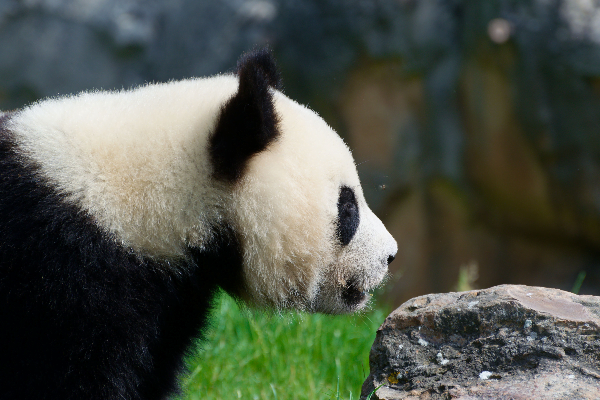 zoo de beauval