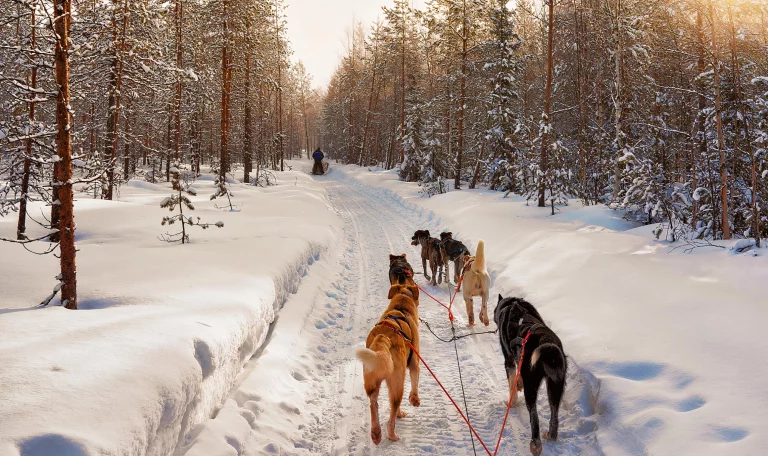 Séjour multi-activités : Aurores boréales et nuit en igloo de verre en Laponie