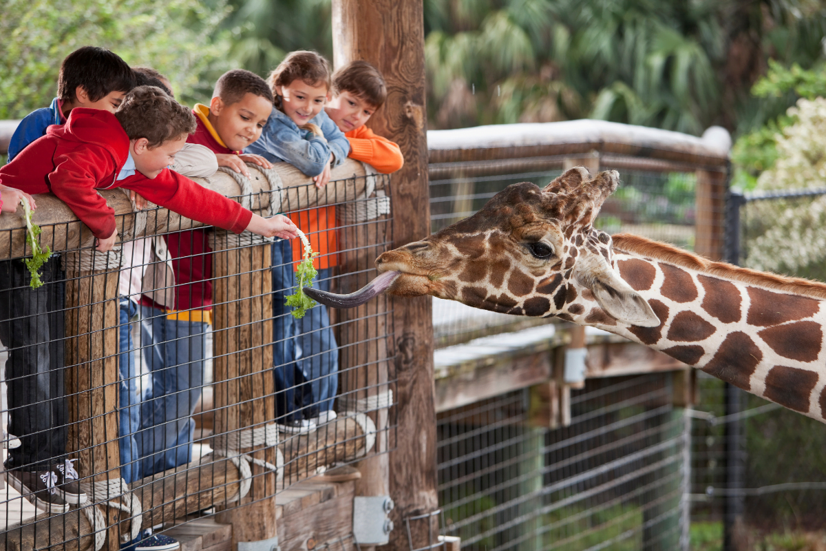 zoo de beauval