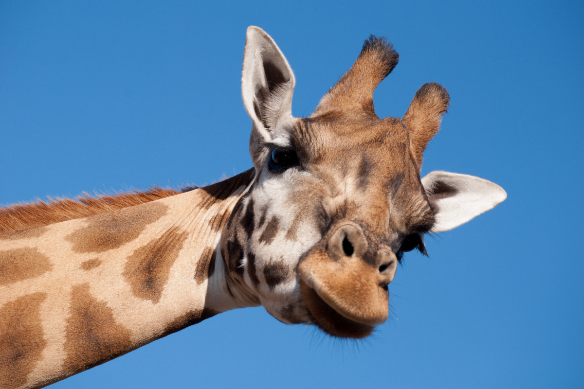 parc-animalier-france