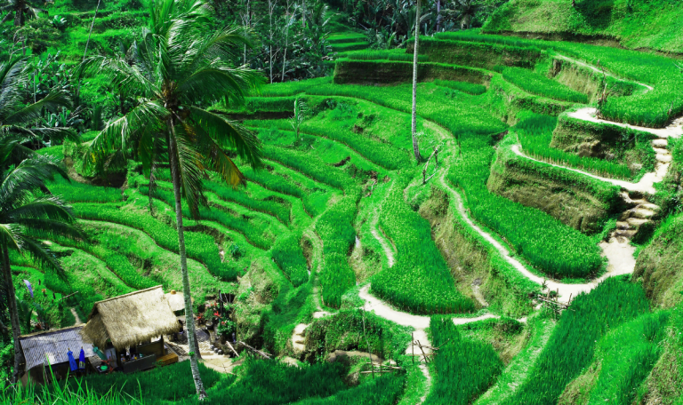 hotel ecologique à bali
