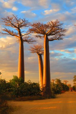 Madagascar