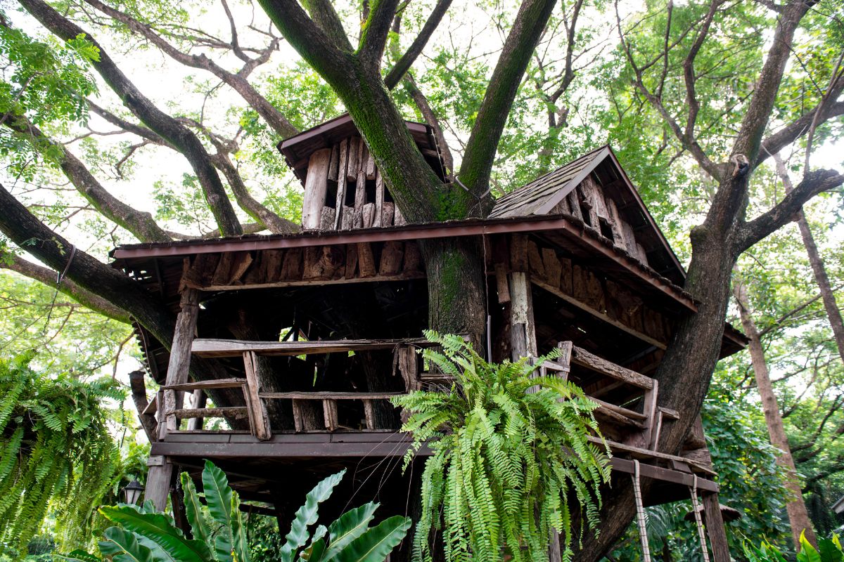 Cabane dans les arbres