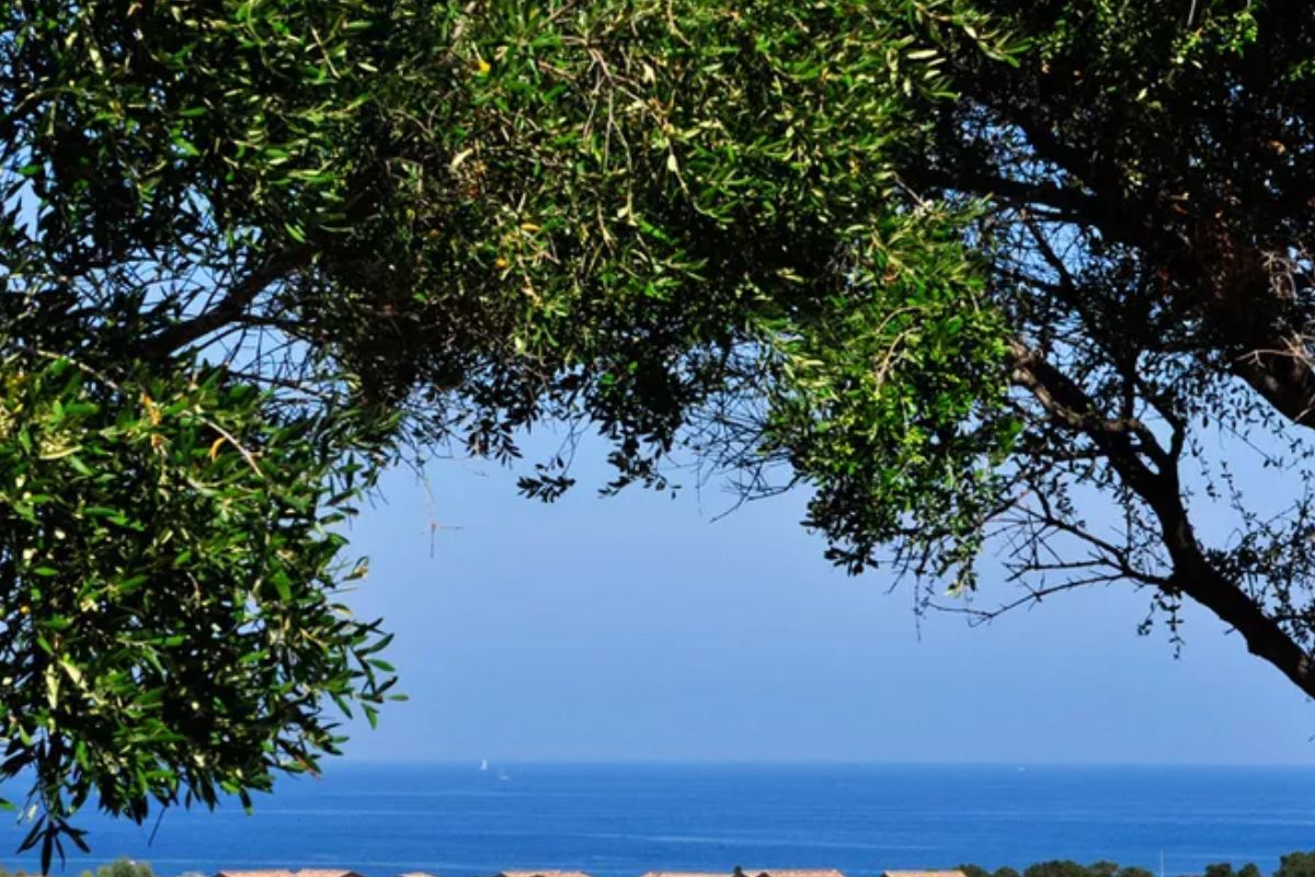 Hotel vue mer cap corse