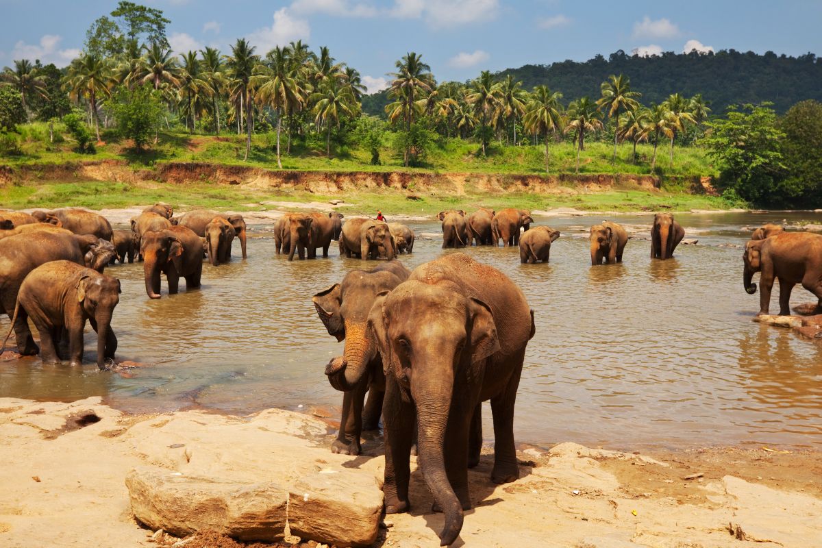 Voyage au sri lanka avis