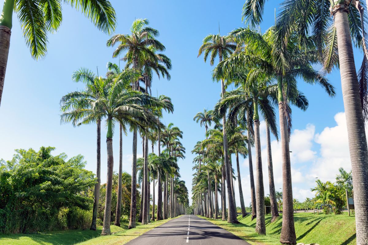 Guadeloupe ou Maurice