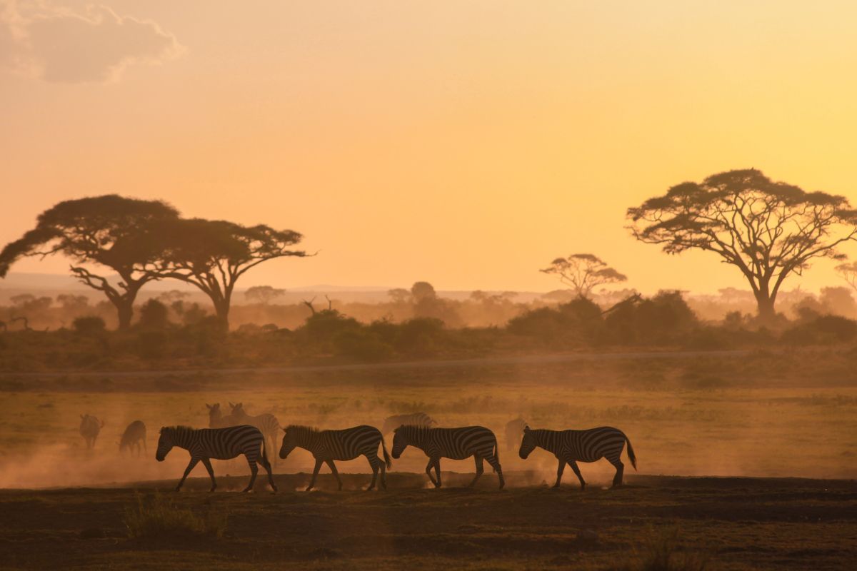 Safari Kenya Prix