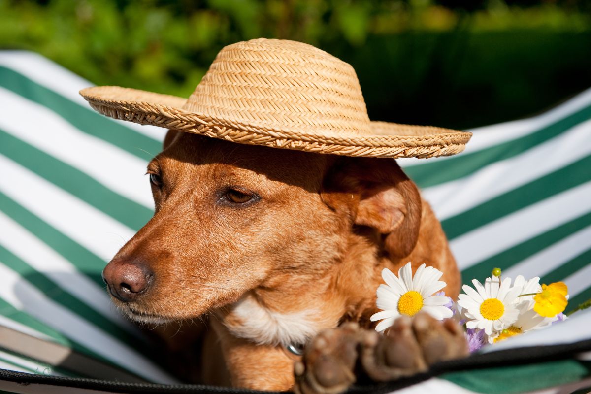 Vacances avec son chien en France