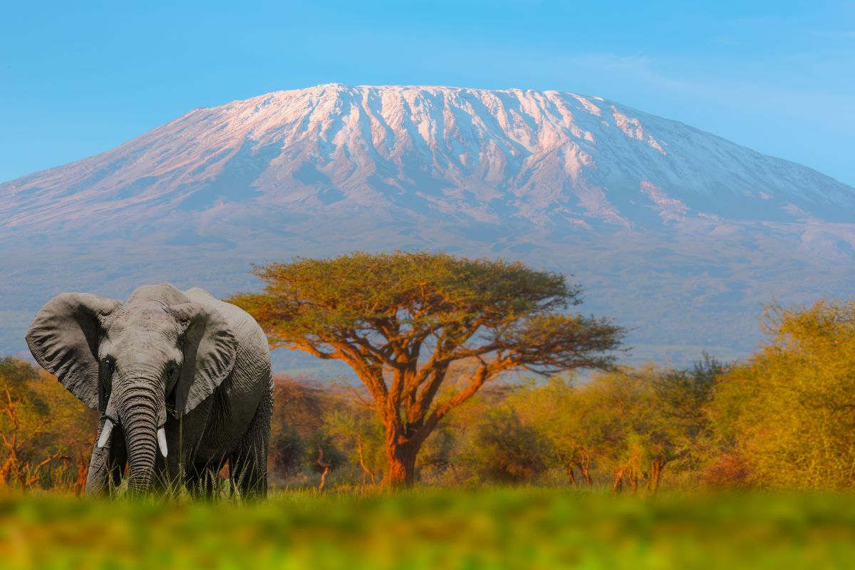 Namibie ou tanzanie