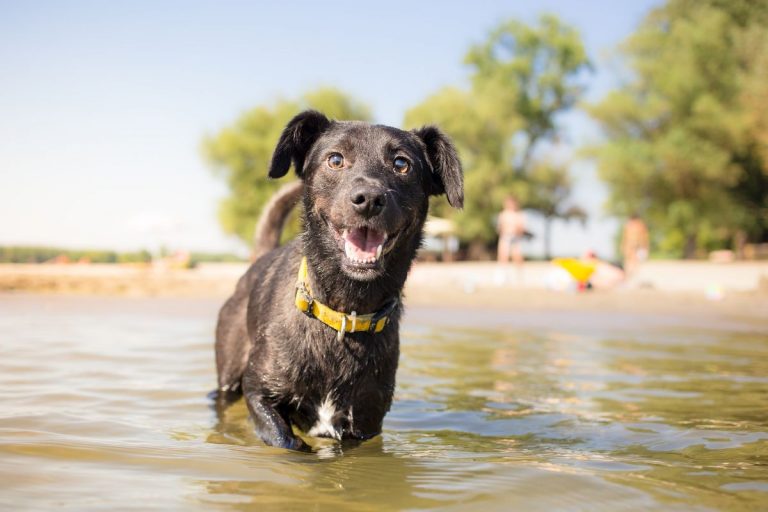 Vacances avec son chien en France