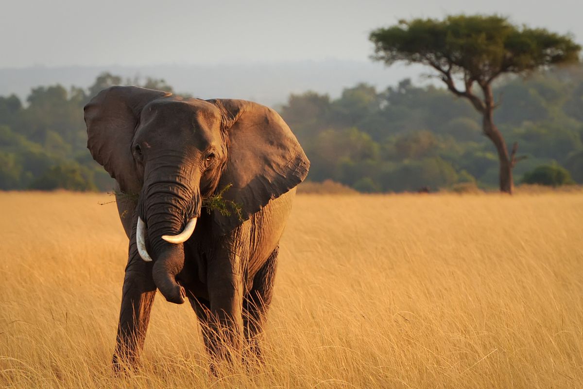 Safari Kenya Prix