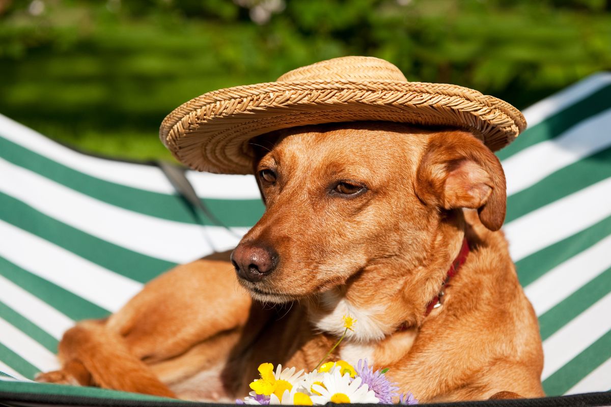 Vacances avec son chien en France