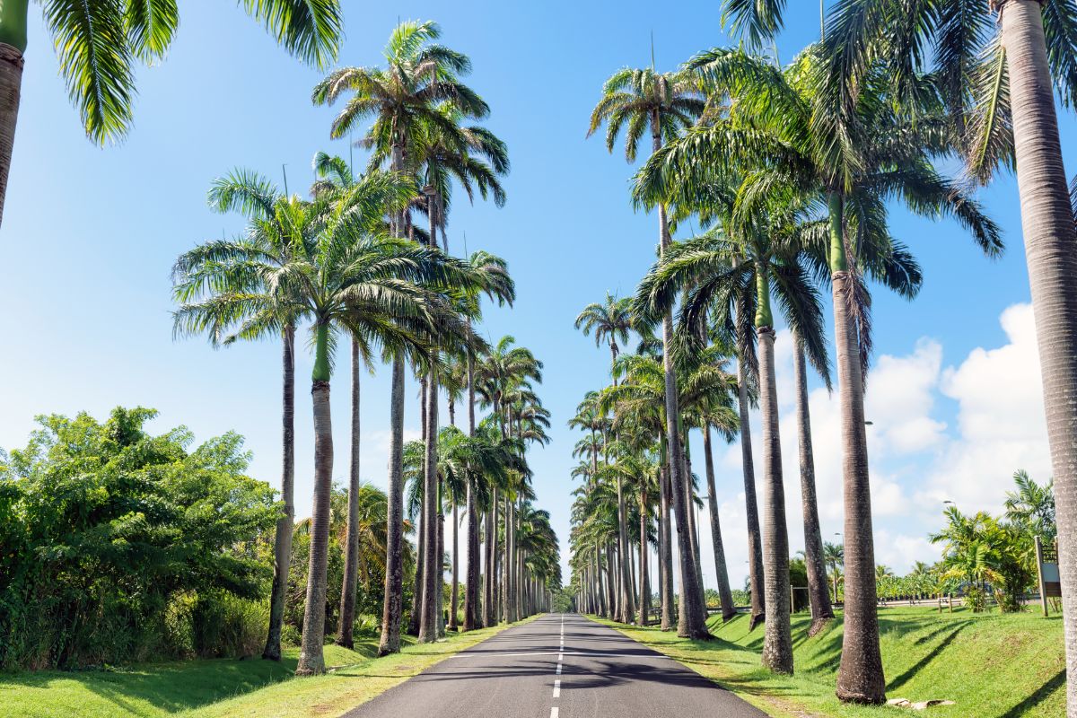 Martinique ou Guadeloupe