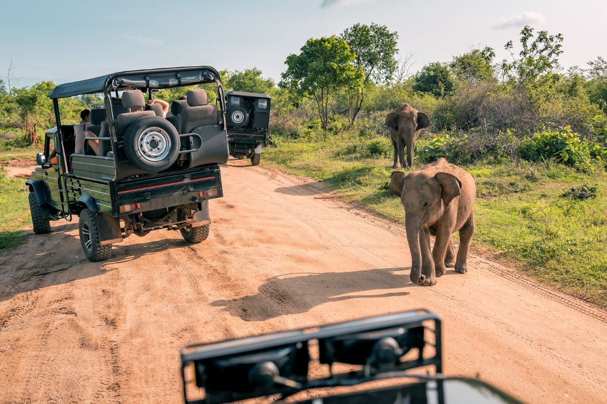 Safari Kenya ou Tanzanie