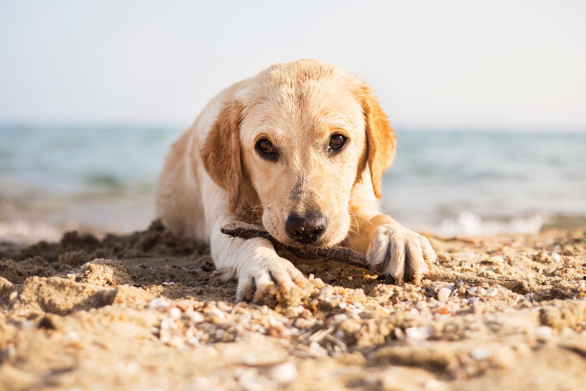 Vacances avec son chien en France