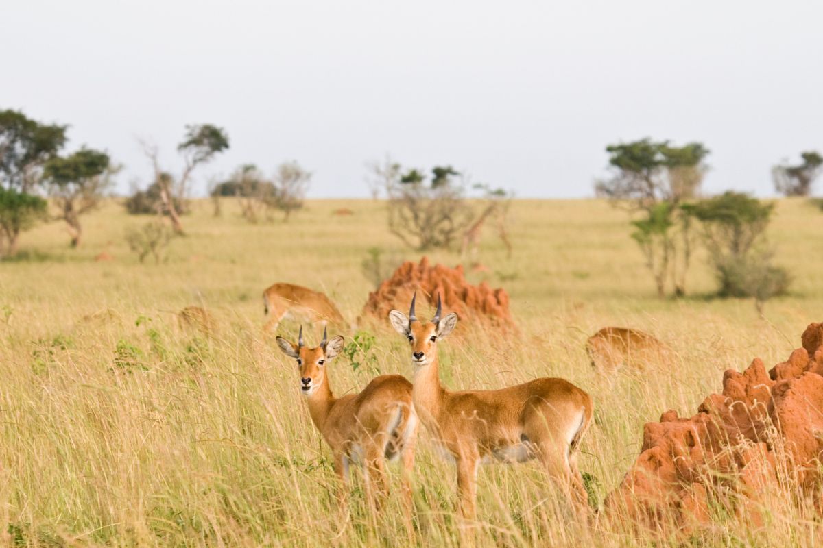 Safari en ouganda prix