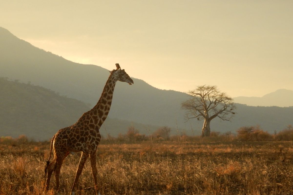 Namibie ou tanzanie