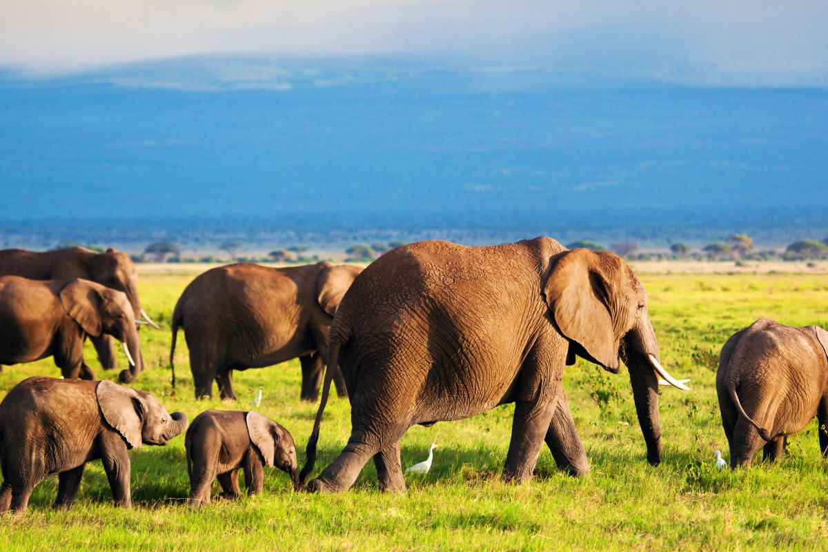Safari Kenya Prix