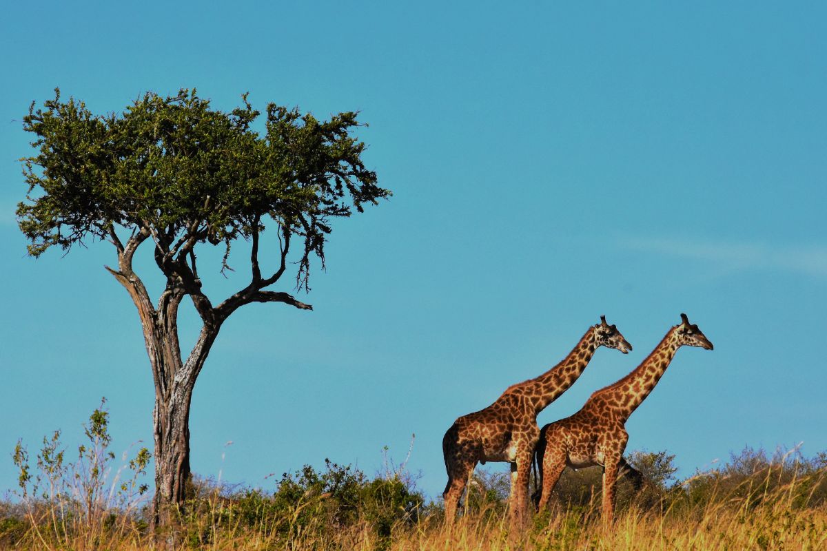 Namibie ou tanzanie