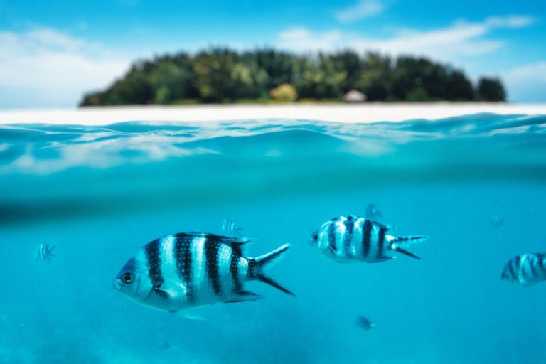 Zanzibar ou Maurice