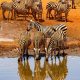 Safari Kenya Prix