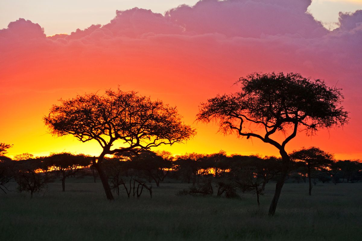 Namibie ou tanzanie