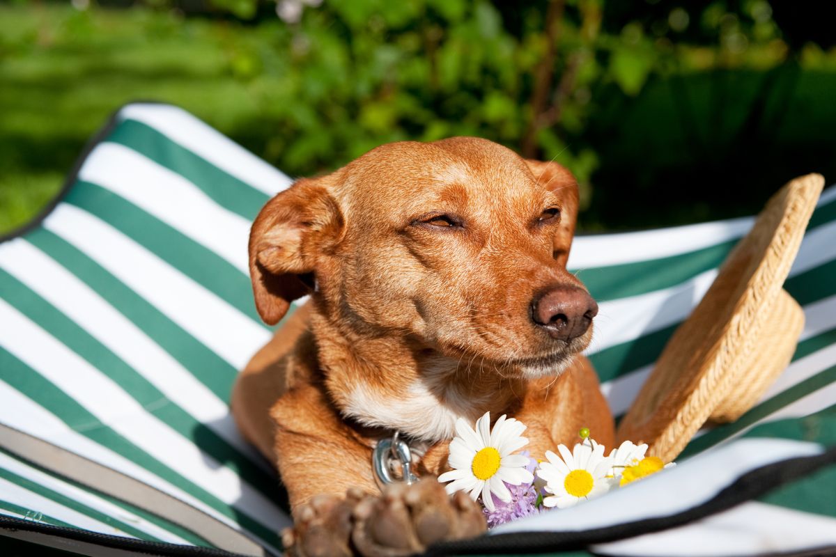 Vacances avec son chien en France