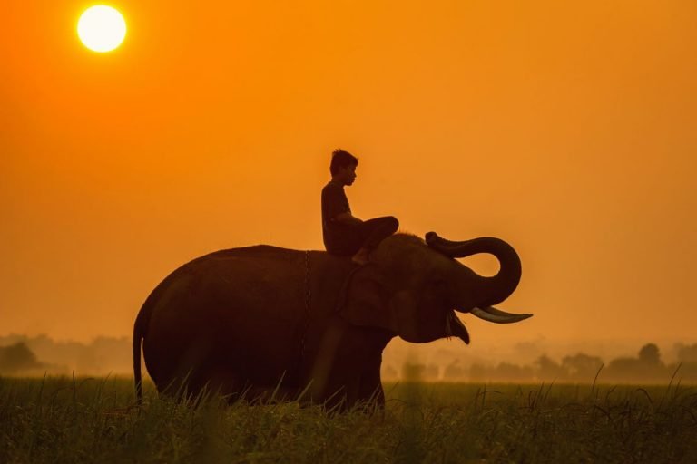 Namibie ou tanzanie