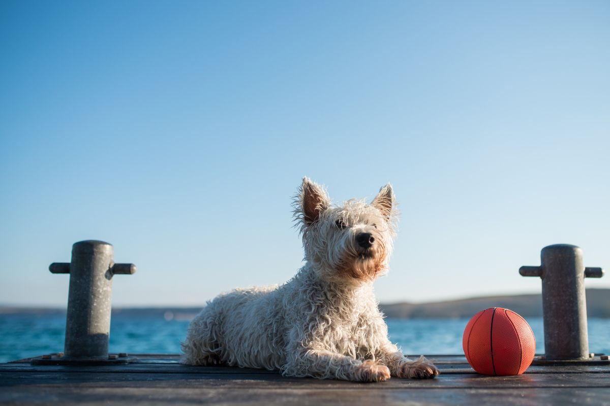 Vacances avec son chien en France