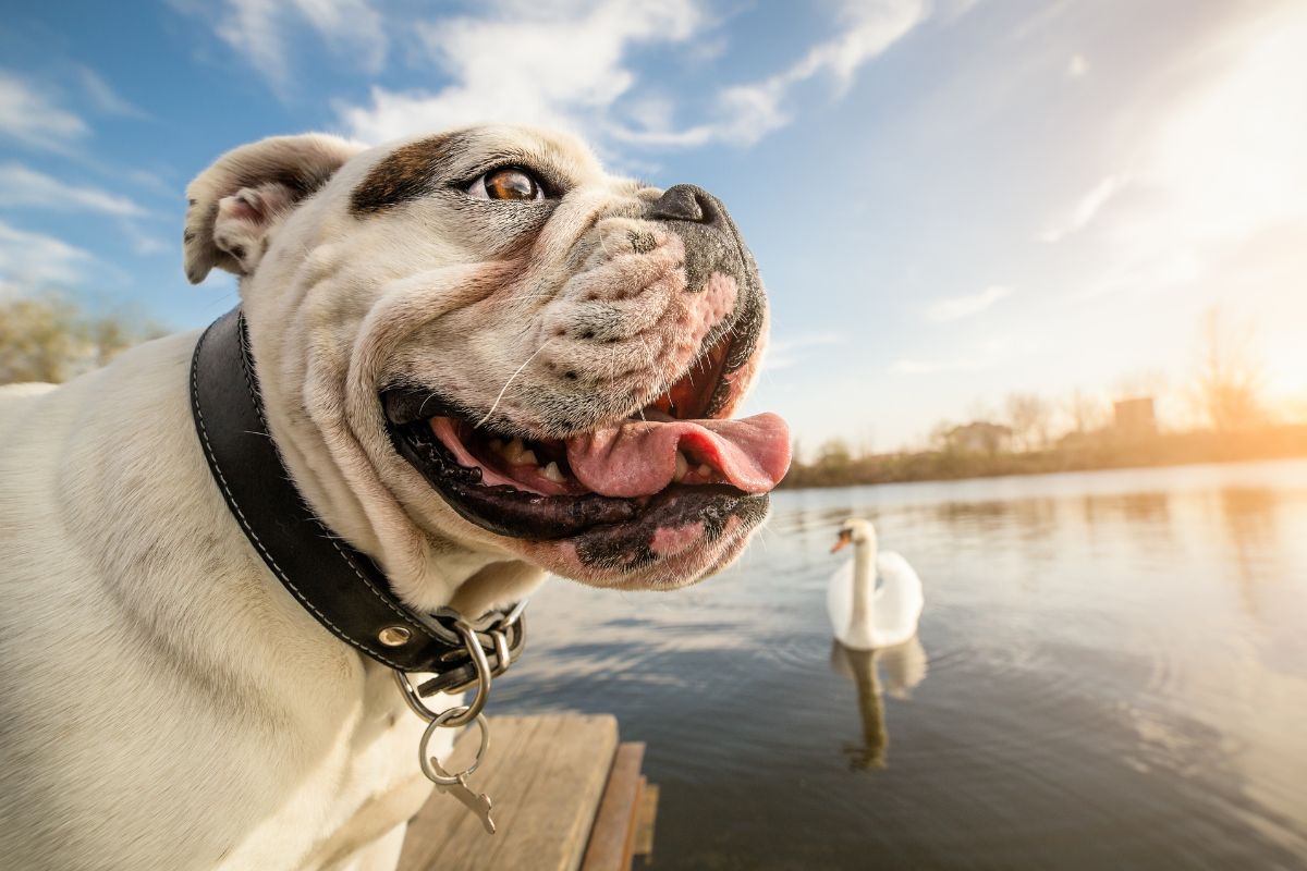 Vacances avec son chien en France