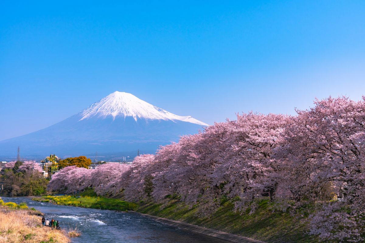 Sakura