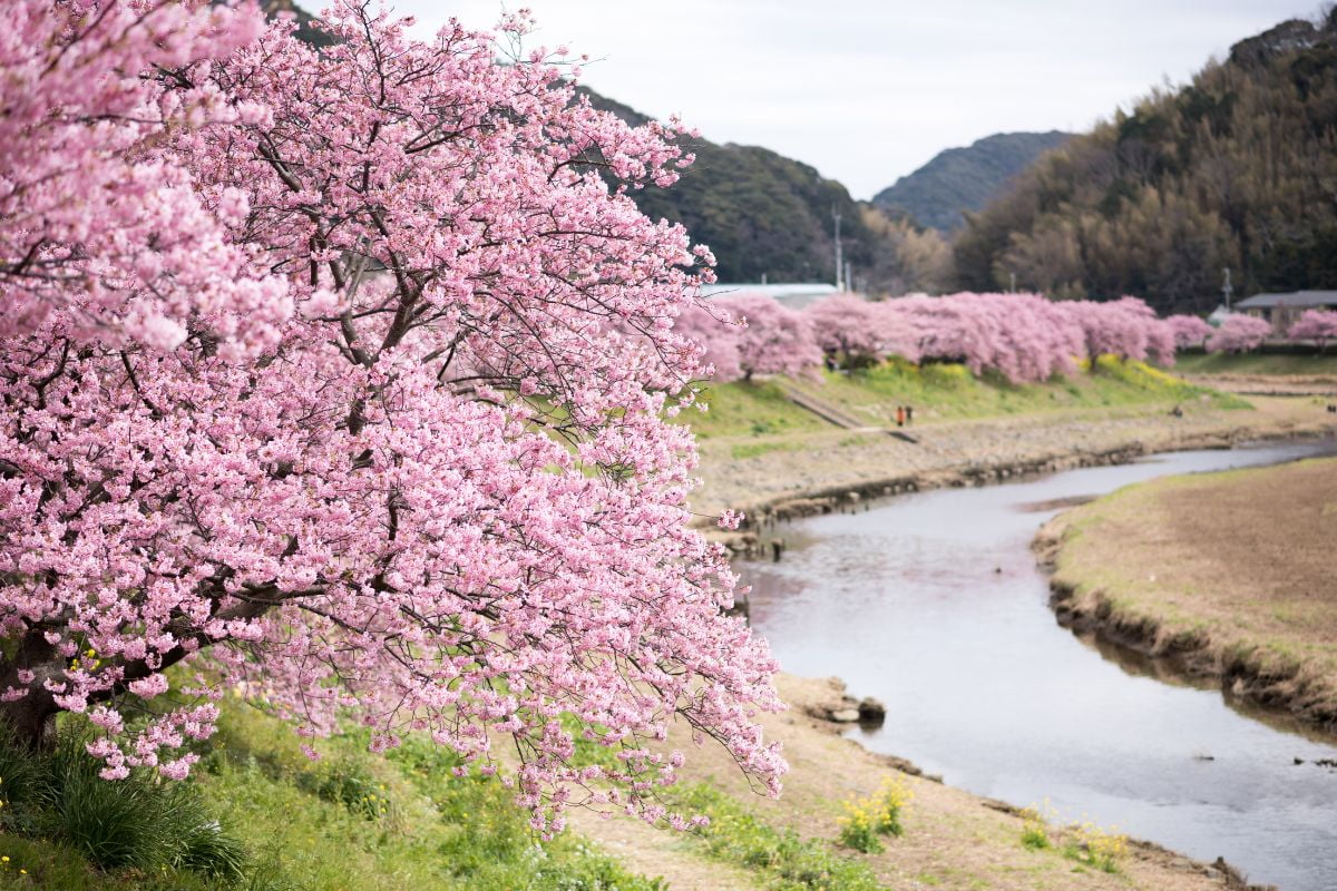 Sakura