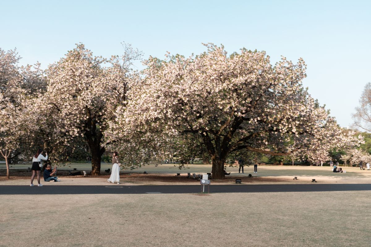 Shinjuku Gyoen