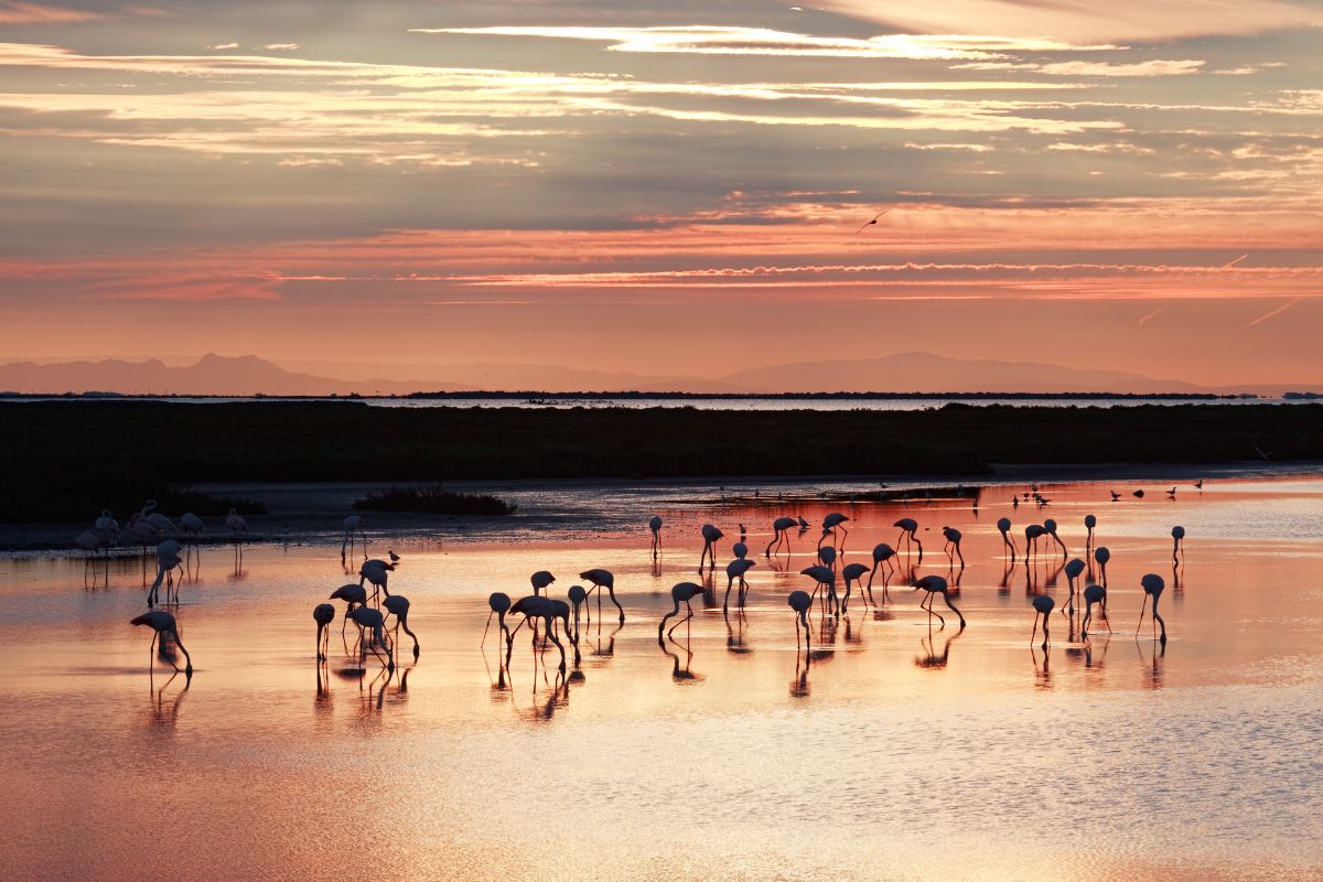 Ou dormir dans une manade en camargue