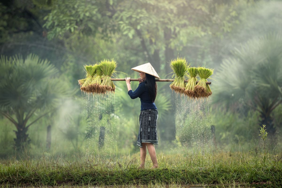 Vietnam nord ou sud