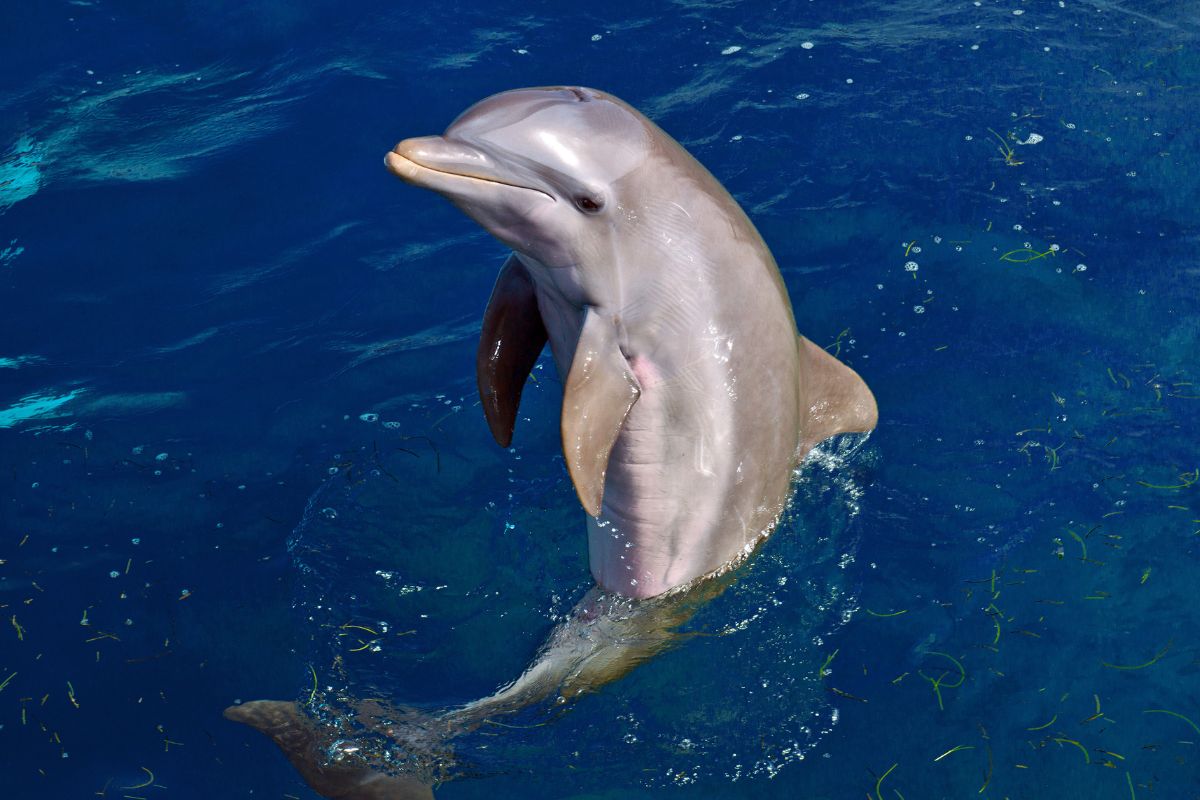 Ou nager avec les dauphins en France