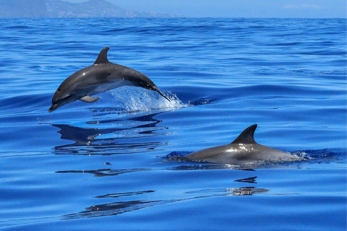 Ou nager avec les dauphins en France