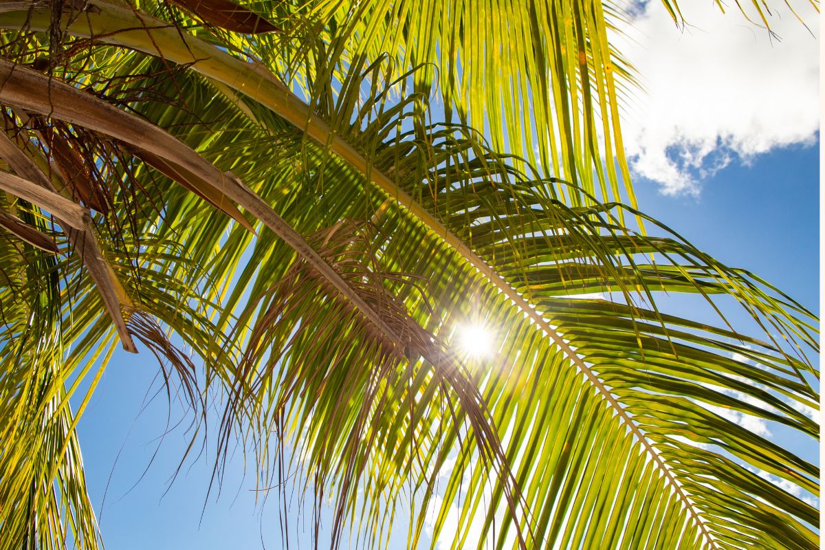 Quand partir à saint martin