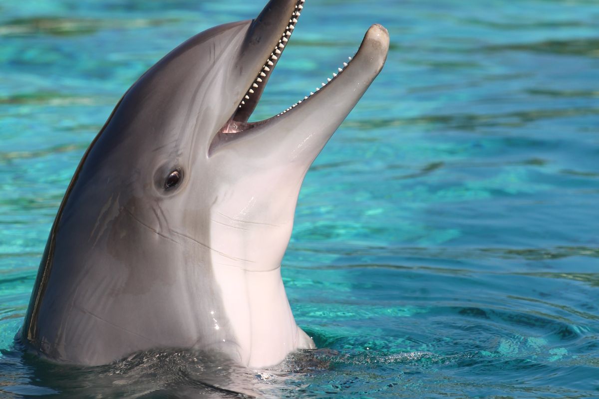 Ou nager avec les dauphins en France