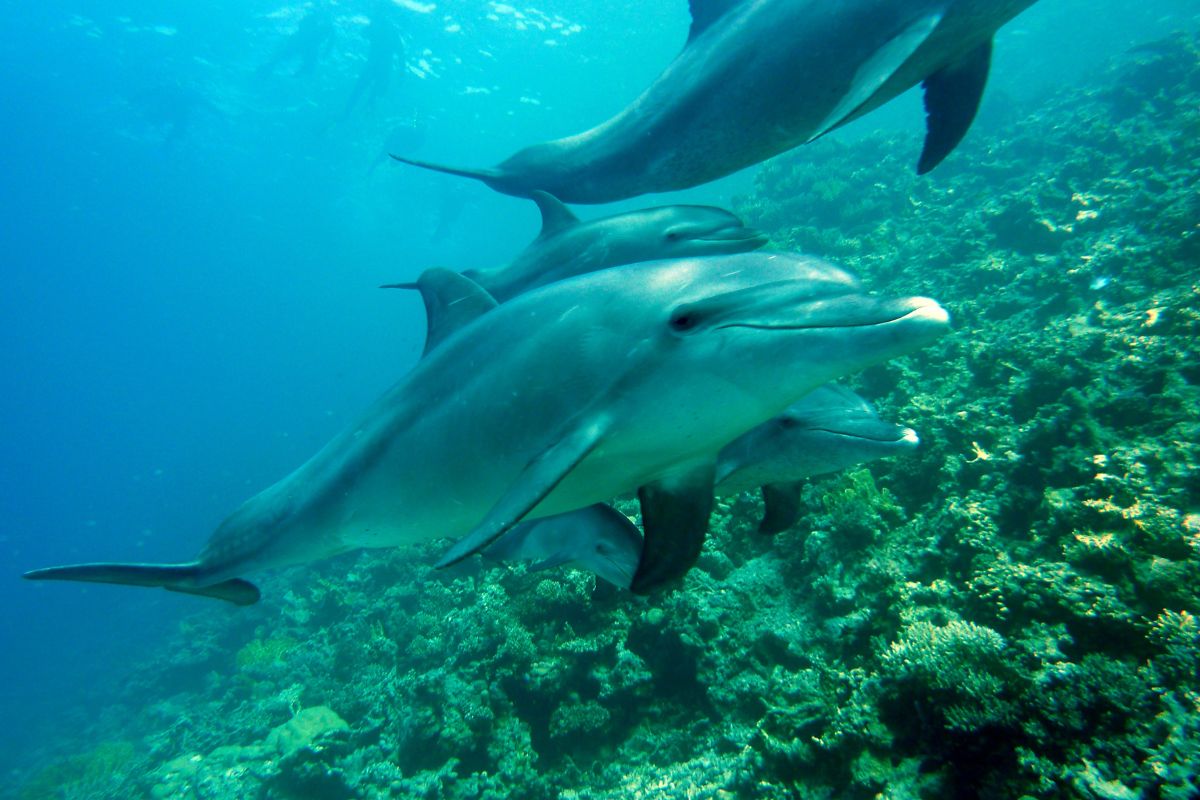 Ou nager avec les dauphins en France