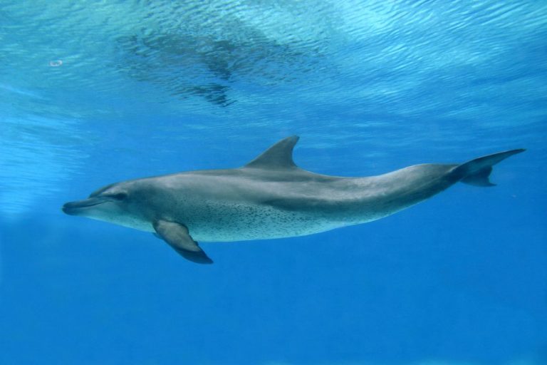 Ou nager avec les dauphins en France