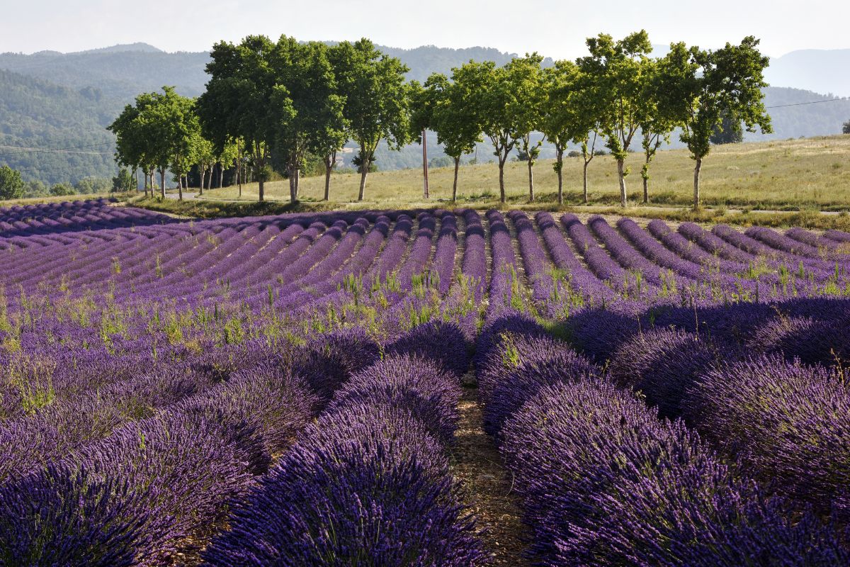 Road trip provence