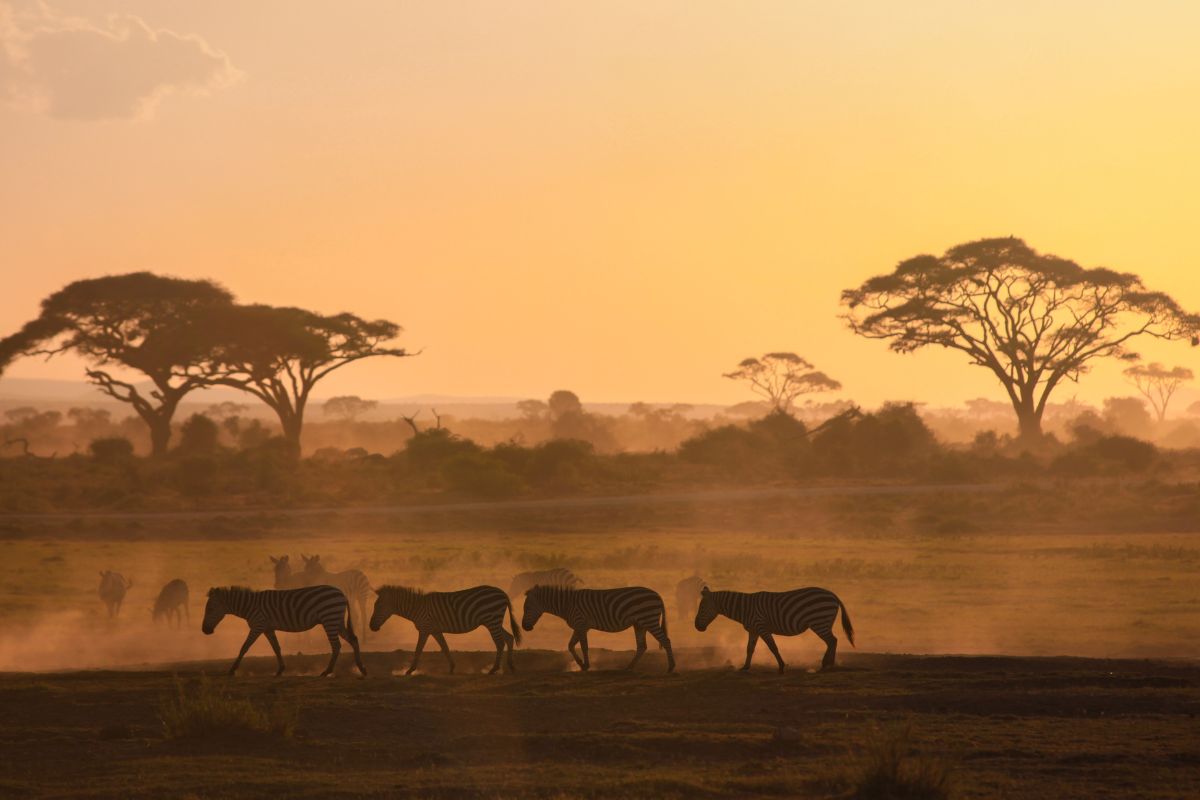 meilleur lodge safari kenya